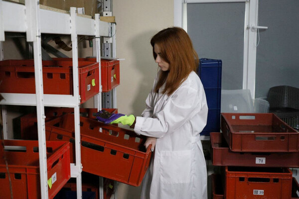 Муха Чёрная львинка. Фото © Тульская служба новостей