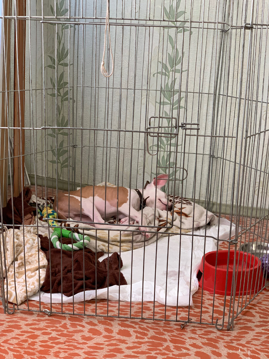 Послеобеденный сон