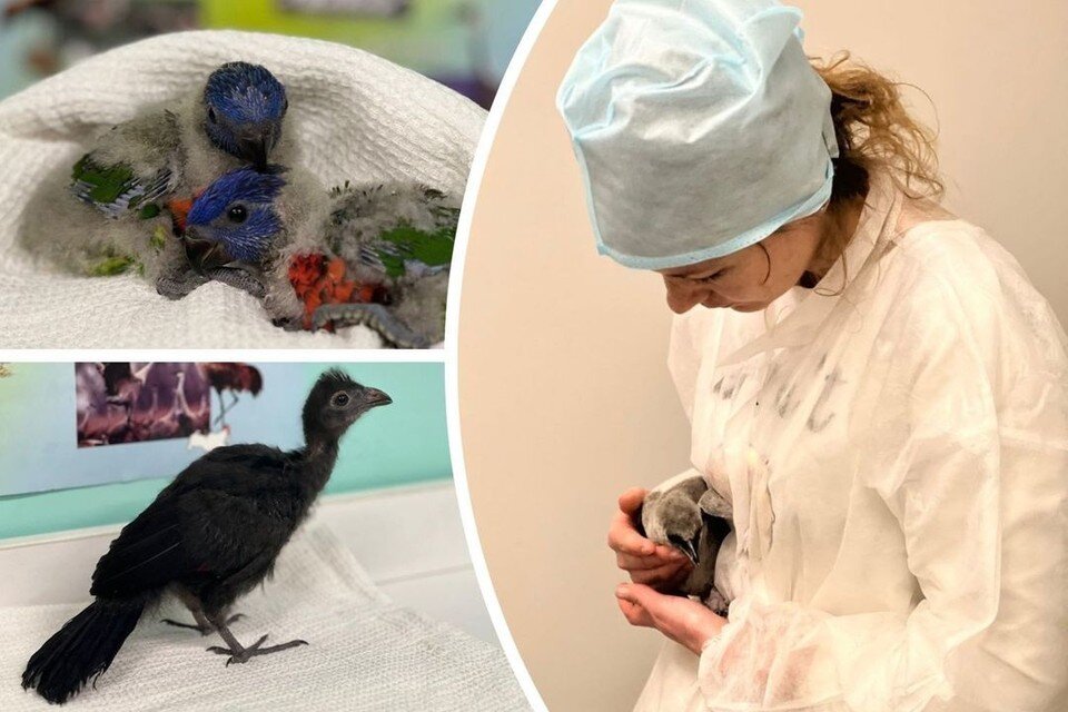     Осенью произошел птичий беби-бум. Фото: Новосибирский зоопарк