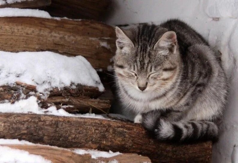 Кошечка сидела на брёвнах, уже не веря в то, что за ней вернутся.
