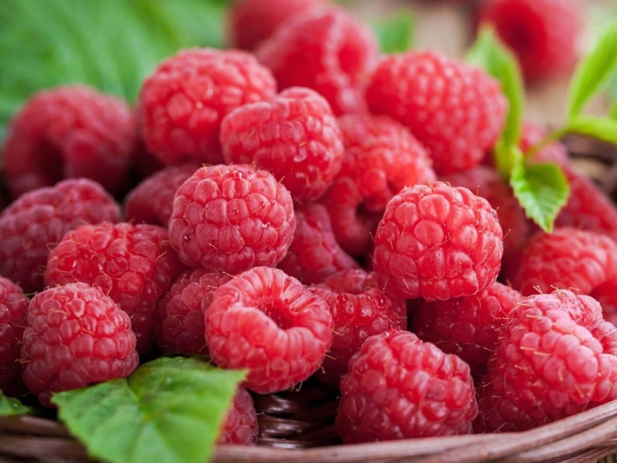 Малина 22. Малина 22. Малина 22. Малина 22. Малина крупноплодная гусар.