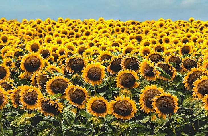    Подсолнечниковый бум в Германии продолжится в 2023 году