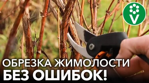 Правильная обрезка жимолости – залог огромного урожая! Обрезка, подкормка, обработка жимолости осенью