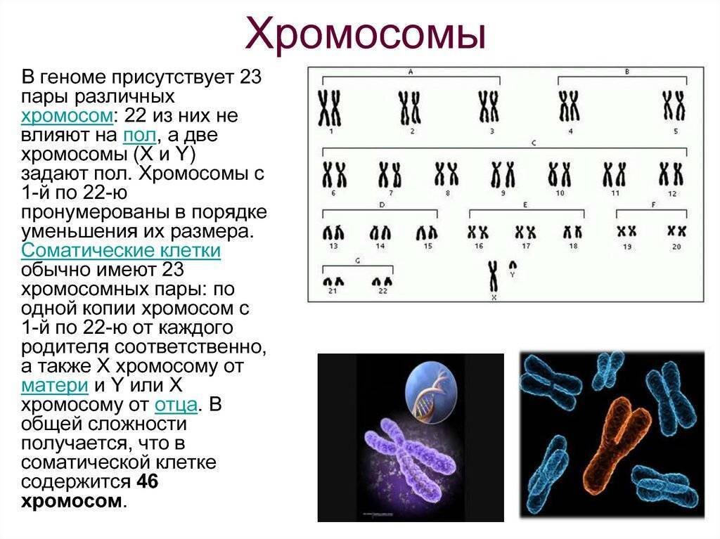 Кариотип человека схема