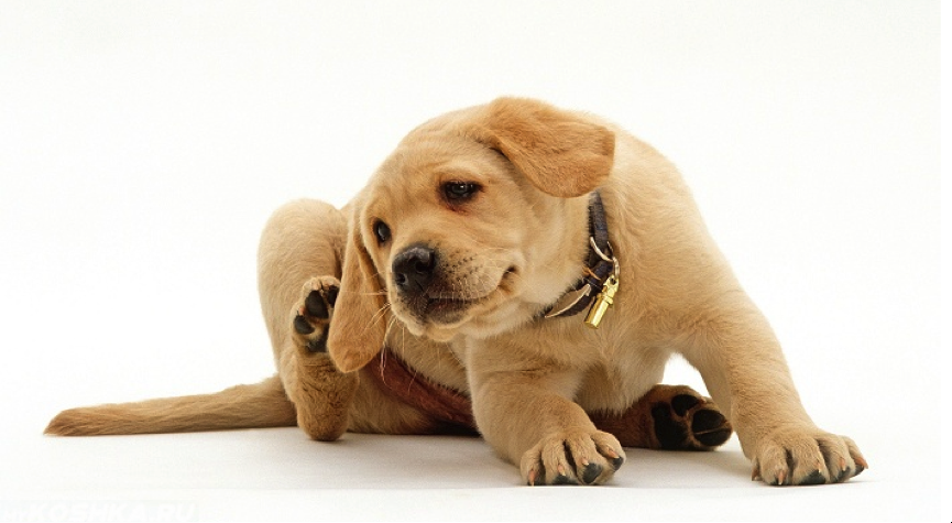 Зуд в области уха у щенка лабрадора