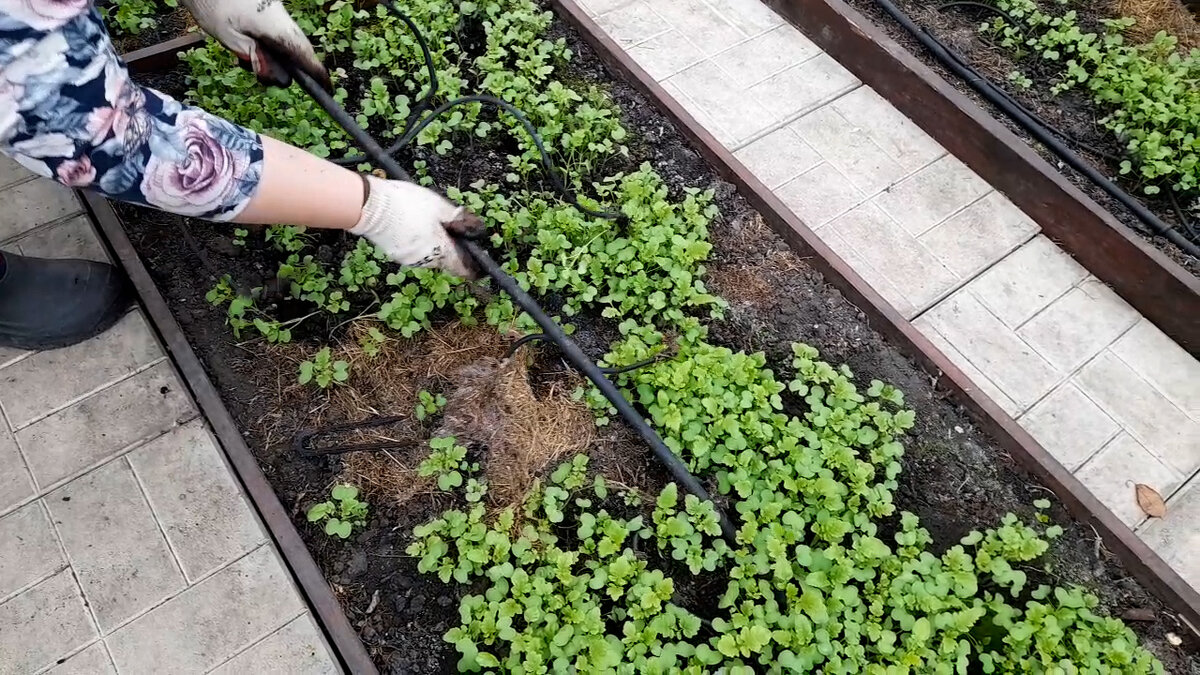 Убираем капельный полив