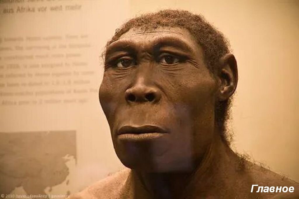 Человек прямоходящий. Изображение из открытых источников