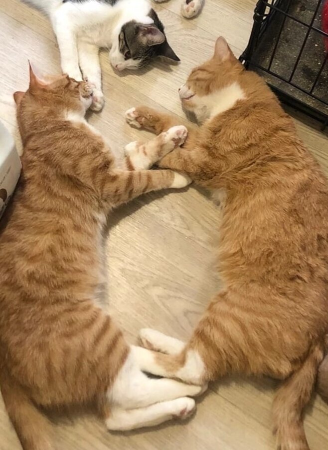 Котики под наркозом