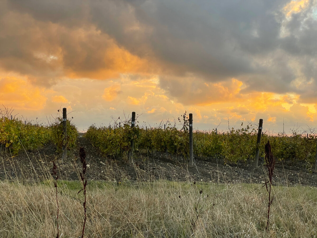 Виноградники Гай-Кодзора. 