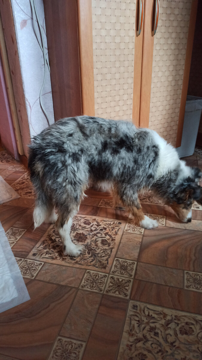 После прогулки грязная как свинка, а после мытья, как дворняжка 😀