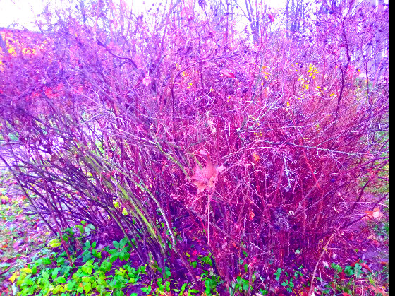 Фото автора Ирины Одарчук Осенний куст в капельках дождя