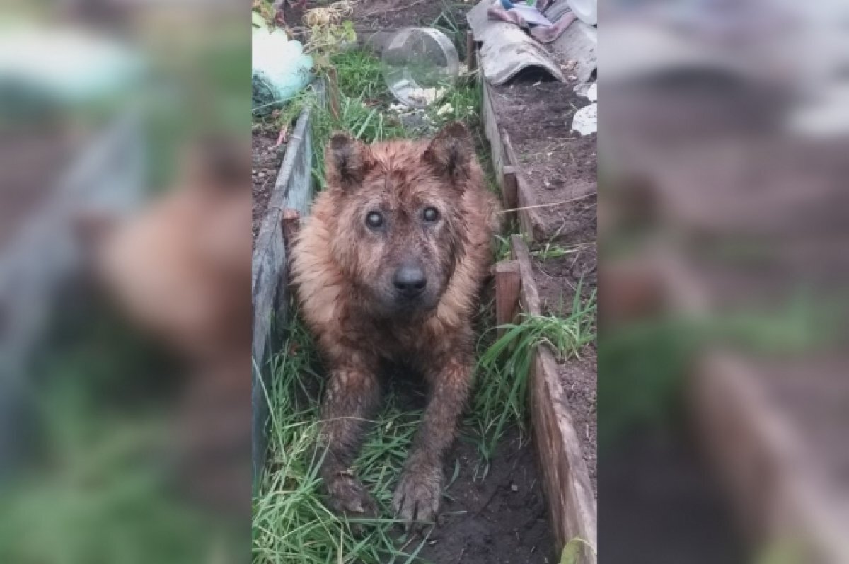    В Кимрах просят спасти щенка, а в Вышнем Волочке достали собаку из люка