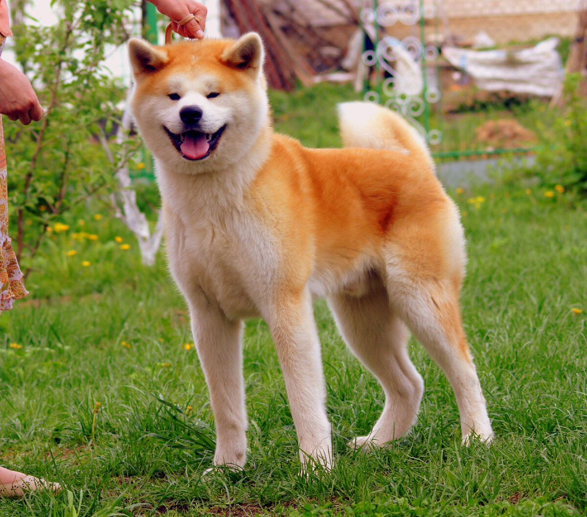 Стоковые фотографии по запросу Akita inu