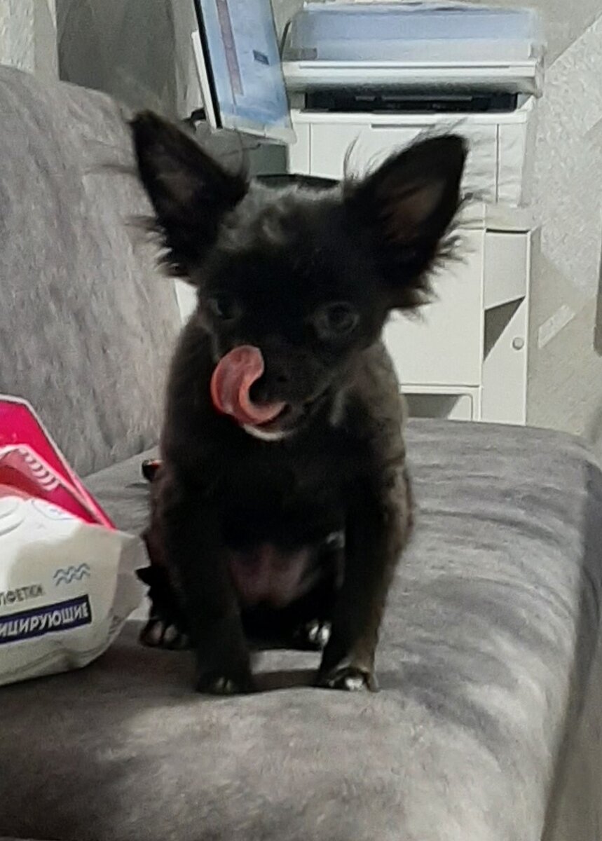 Чихуа Бетти. 4 месяца и 7 дней.