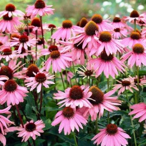 Эхинацея