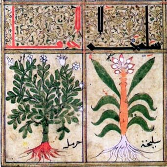 Иллюстрации из арабской рукописи (1199 г. н.э.), показывающие типичные ингредиенты, используемые в ближневосточной кухне, с «рутой» слева и «кассией» справа. (фото из открытых источников)