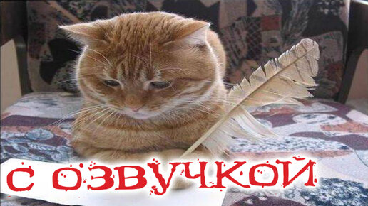 Приколы с котами С ОЗВУЧКОЙ! Смешные животные 2022! ТЕСТ НА ПСИХИКУ!