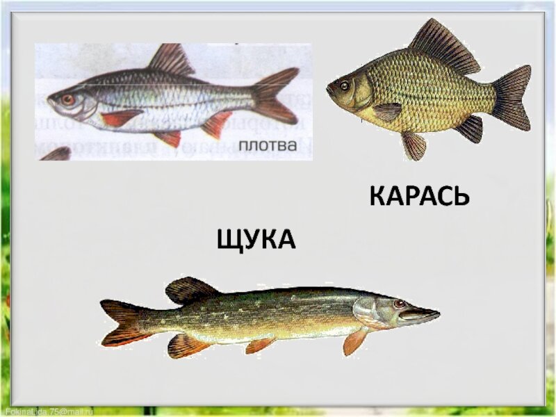 На крючок в этой реке попадается удивительная рыба окунь карась щука ерш схема