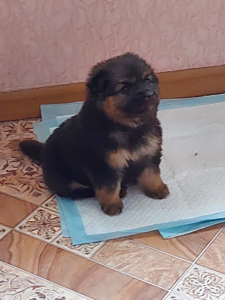 Тиша слушает…