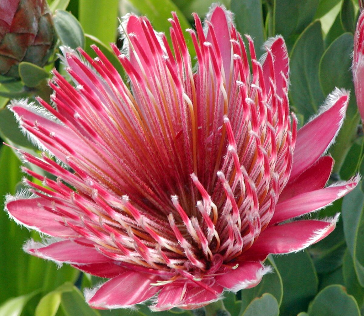 Protea cynaroides - протея артишоковая