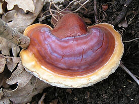 Ganoderma lucidum выращивает на своем корнеподобном мицелии кожицу, которая обладает нужными качествами для работы с электроникой