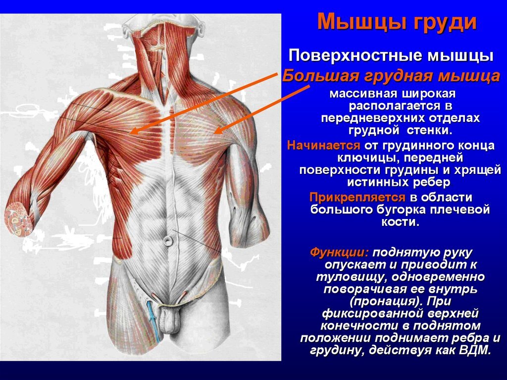 Схема для иллюстрации положения мышц груди