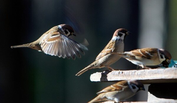 фото: РИА Новости: Алексей Даничев