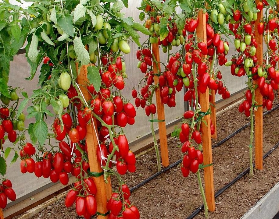 Фото с сайта https://fermilon.ru/