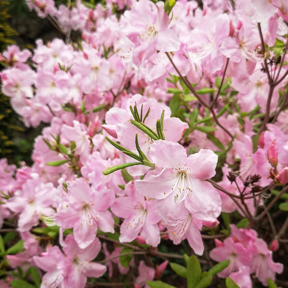 Рододендрон шлиппенбаха