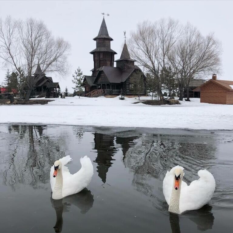    В Оренбуржье просят жителей не помогать лебедям, которые плавают в замерзающих водоемах Белов Михаил Александрович