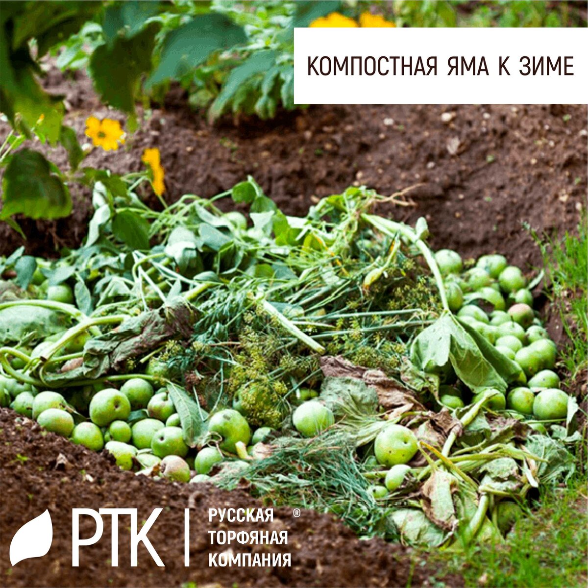  Вроде бы что может проще компостной ямы? Компостная яма она везде компостная. И даже в Южно-Африканской Республике, мы специально проверяли. Та же самая компостная яма. Улучшать нечего. Всё и так хорошо. Недостаток только один: долго всё это. Один раз её наполнил и жди два года. Да хоть бы и год. Всё равно долго. Мы вас никуда не торопим, но знаем способ, как этот срок сократить вдвое без потери качества получаемого удобрения, а возможно даже с улучшением.
Методов на самом деле два. Один проще другого. Ставим рядом с компостной ямой мешок верхового торфа или любого грунта от РТК с кислой Рн. И после каждой закладки пищевых отходов посыпаем всё тоненьким слоем торфа. Расход 10 литров на одну яму до 0,5 м3. Этого на сезон вполне хватит.
Идея проста. Все отходы перегнивают естественным способом, этот процесс активнее, когда тепло и пассивнее, когда холодно. Кислый торф увеличивает темпы гниения и выравнивает их скорость.
Второй способ. Перед наступлением морозов засыпаем компостную яму нейтрализованным торфом или любыми остатками грунтов, которые вы не планируете использовать. Достаточно слоя в 15-20 см. Всё.
Тут логика иная. Но всё равно рабочая. Весной, когда сходит снег компостная яма промокает полностью, но относительно быстро теряет влагу с наступлением тепла. Торф же удерживает влагу, благодаря собственной колоссальной влагоёмкости. А это делает процесс разложения быстрее.
Всё просто, как всегда. И если первый способ вы можете применять как с компостными ямами, так и с компостерами, то второй способ только для ям.
Таким образом вы можете с минимальными затратами получить отменный компост за сезон или за год. Проверено.
Вырастет всё! Кто бы сомневался!
#РТК #компост #почвогрунты