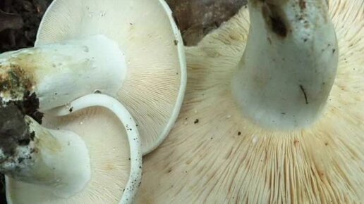 Где растут грибы грузди, их виды и описание (+26 фото)