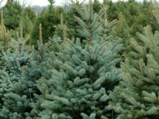     Фото: rshn-tver.ru