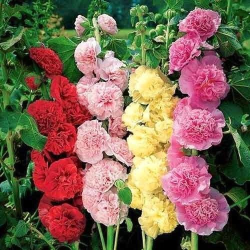 шток-розы любят охлаждение