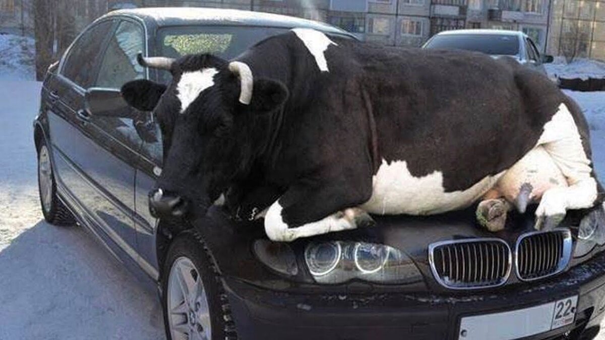 Корова в машине