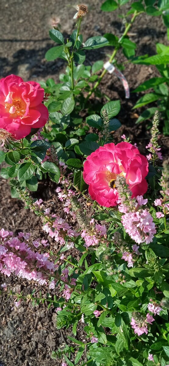 Шраб Декор Арлекин с дербенником