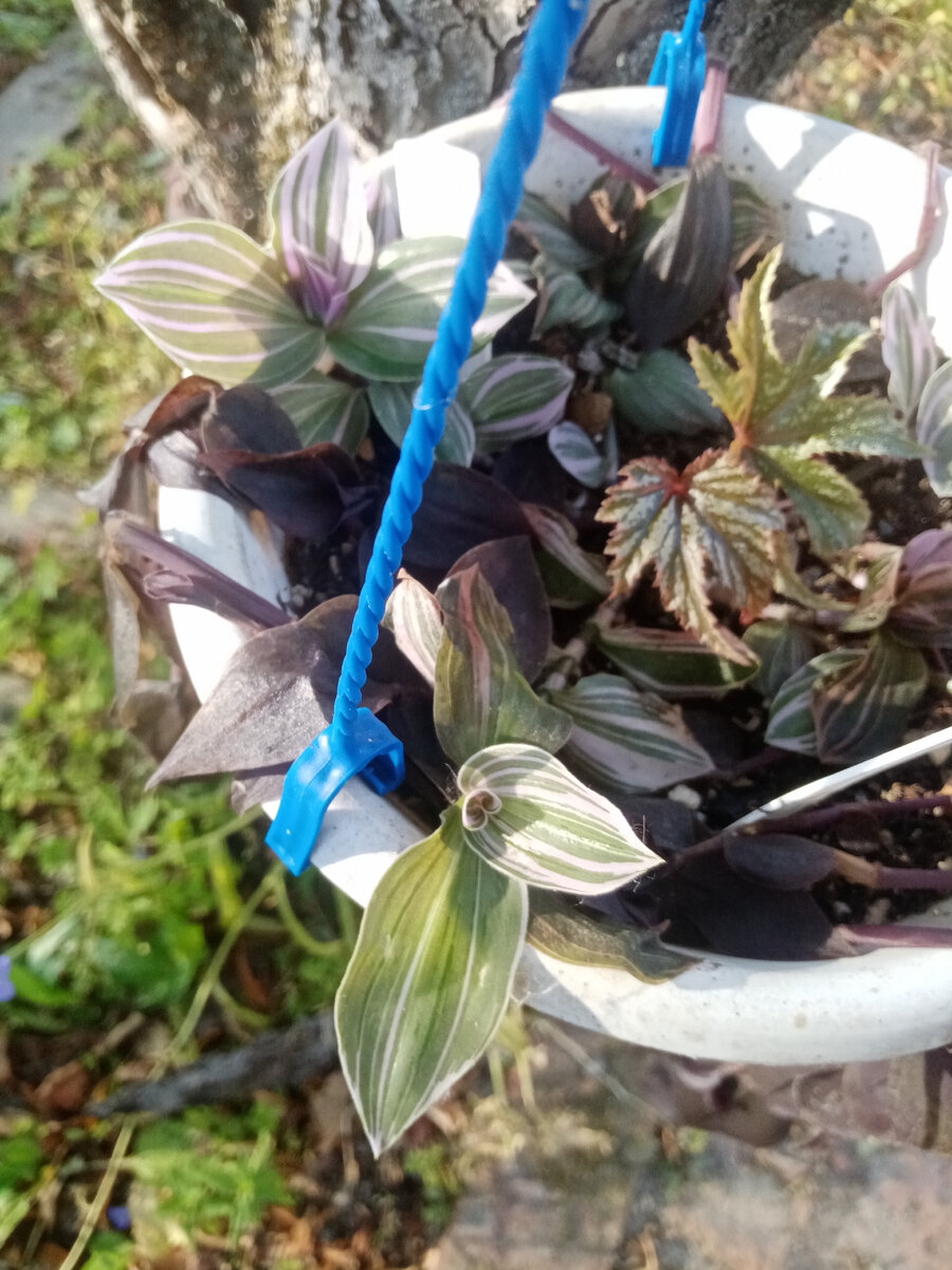 Пинк хилл в октябре еще бодрячком (и бегония откуда-то затесалась).