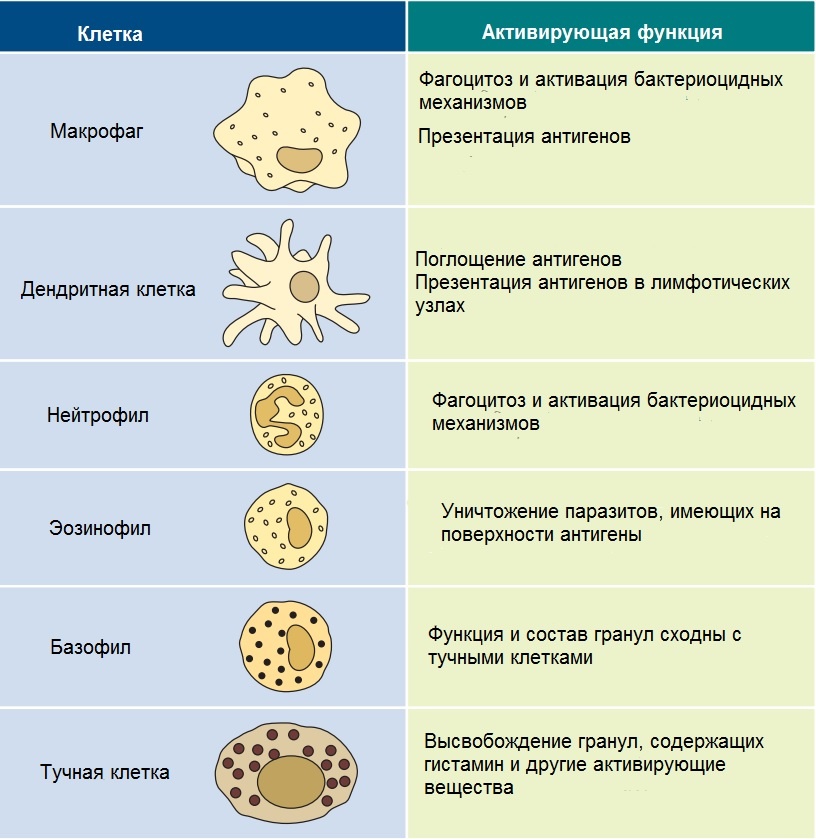 Миелоидные клетки. Источник: doi:10.1128/9781555818890.ch2.f2.9