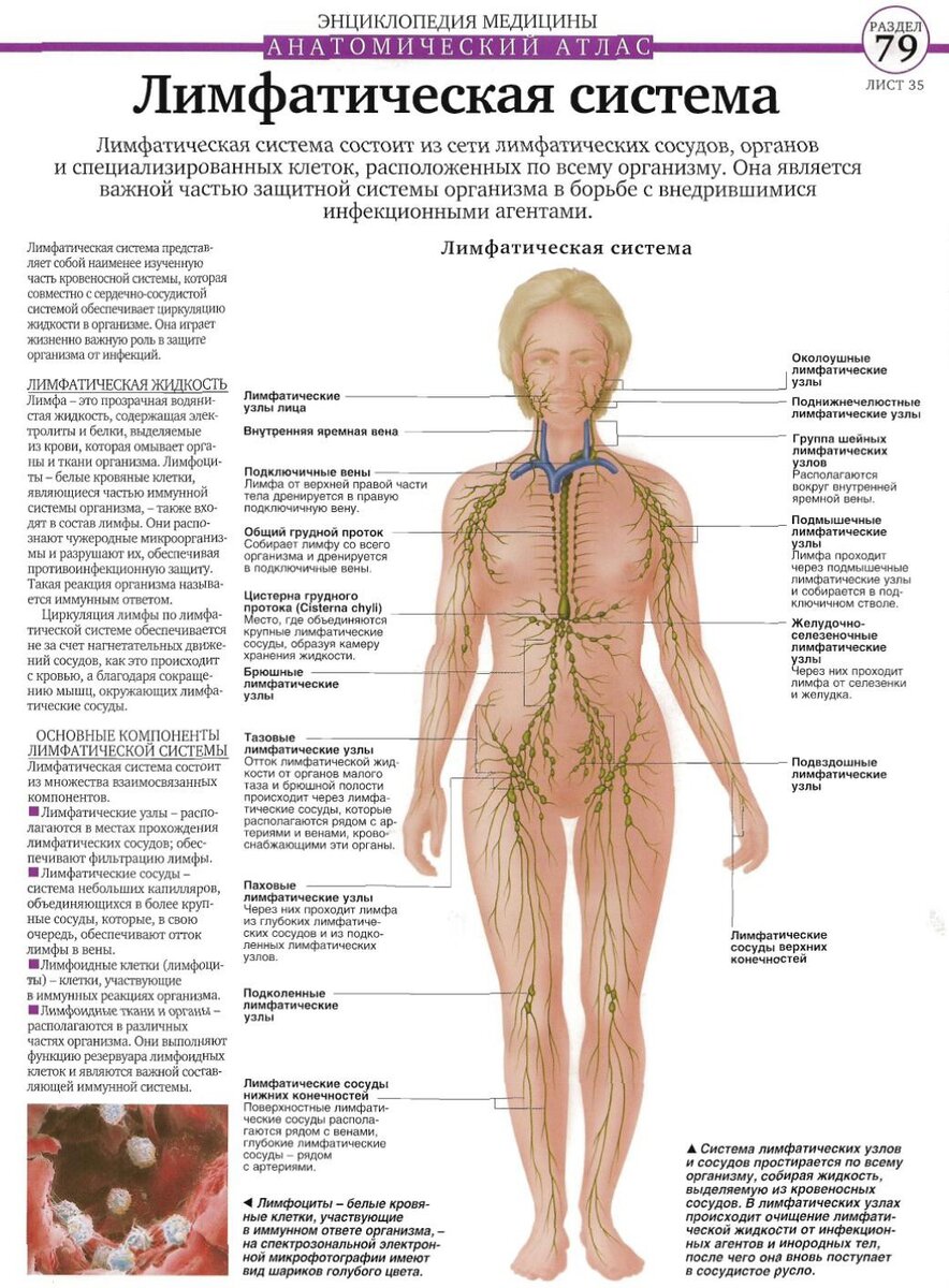 Фото лимфатической системы