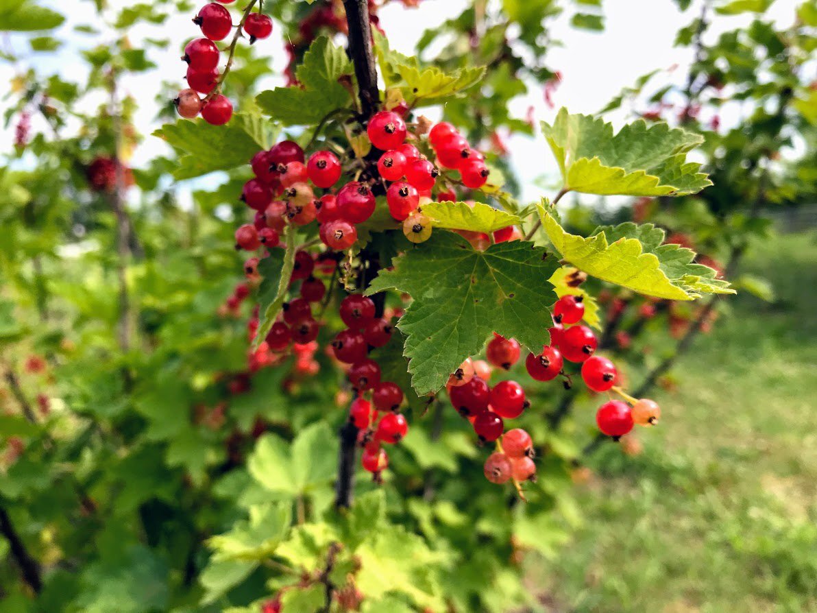 Яндекс.Картинки