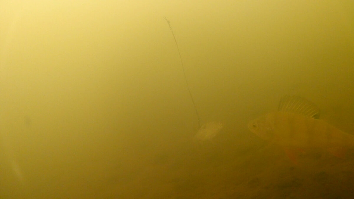 Окунь, оценивает размер потенциальной добычи!