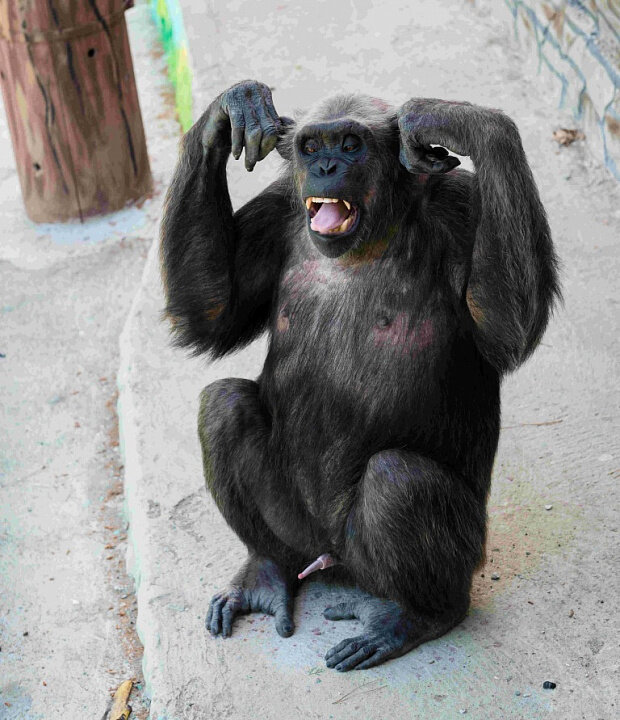 Фото из открытых источников