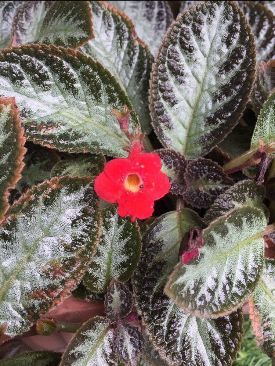 Эписция медно-красная🪴/ Ботаническое название: EPISCIA CUPREATA | Живу на  Юге 