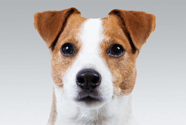 Стандарт породы «Джек-рассел-терьер»: как выглядит собака и по каким  критериям следует выбирать щенка | Блог о щенках и собаках ^;^ | Дзен