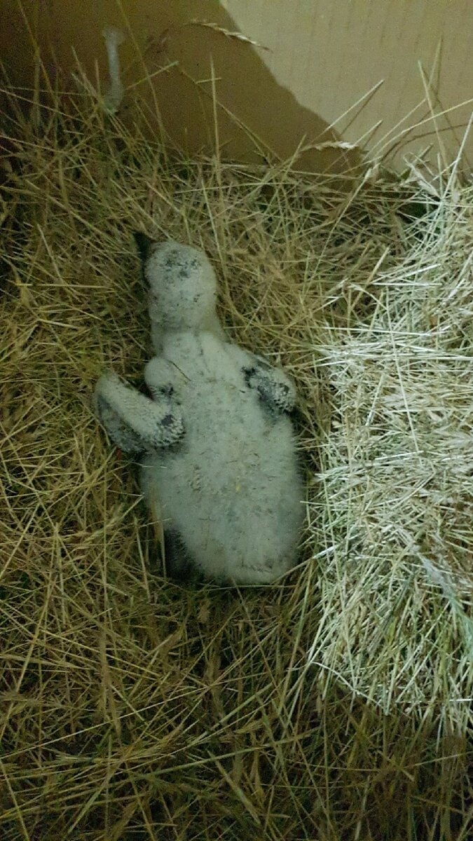 Первое гнездо было собрано через 20 мин.