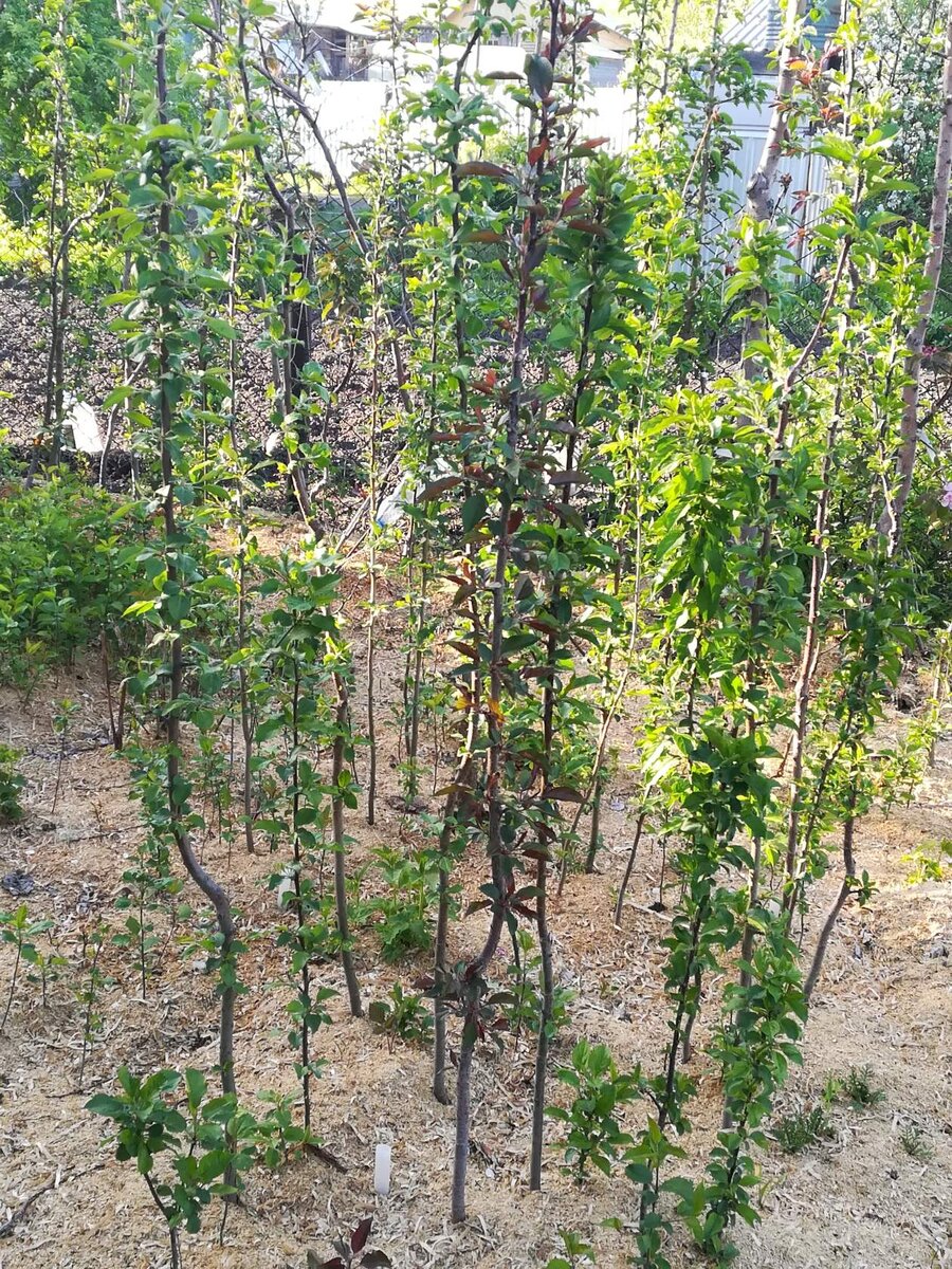 трехлетние сеянцы яблони с колоновидной формой кроны