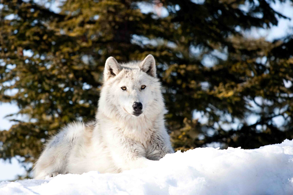 Сейчас на Хоккайдо волков можно встретить только в зоопарках, и они привезены с материка.