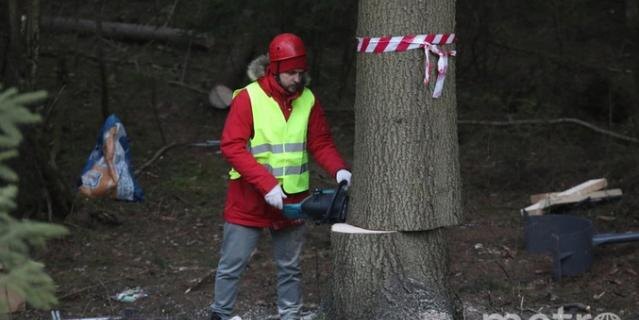    Новогоднюю ель установят на Дворцовой площади 8 декабря, а полностью украсят к 20 числу.Игорь Акимов.