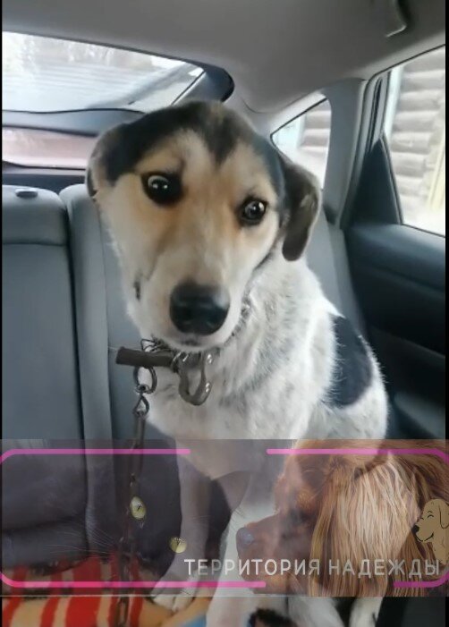 В машине едем в приют.