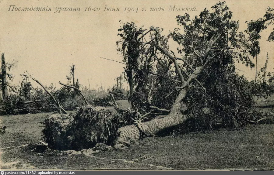 Вырванный с корнем вековой лес в Капотне. Фото отсюда: https://pastvu.com/p/11862